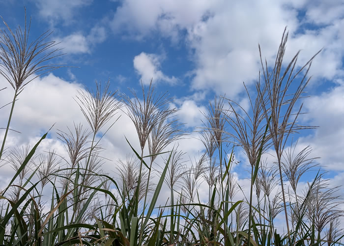 お月見のススキ